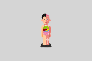 el cuerpo humano